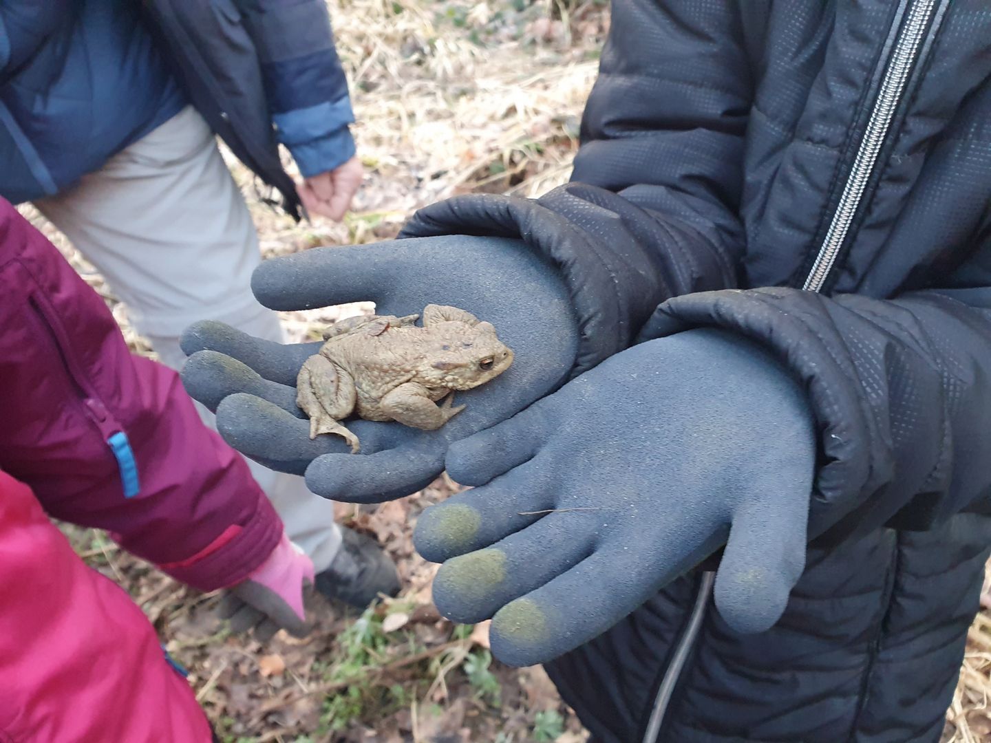 Kröte auf Kinderhand